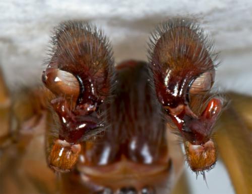 Amaurobius jugorum