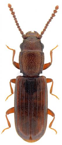 Leptophloeus juniperi