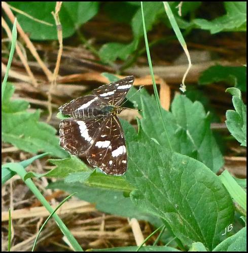 Araschnia levana
