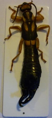 Pyge tonkinensis