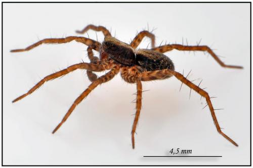 Réf. 93 699 : Pardosa sp.