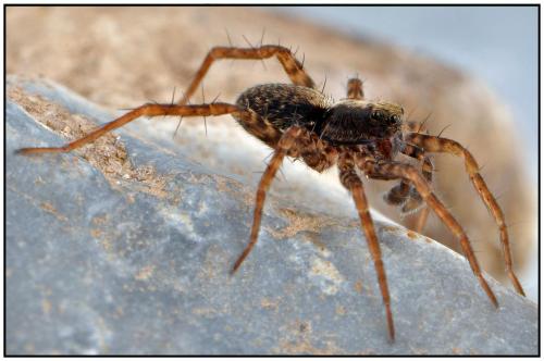 Pardosa sp.