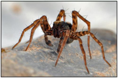 Pardosa sp.