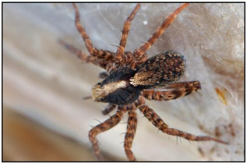 Pardosa sp.