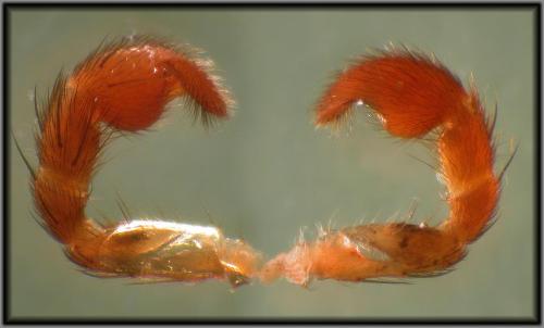 Pardosa sp.