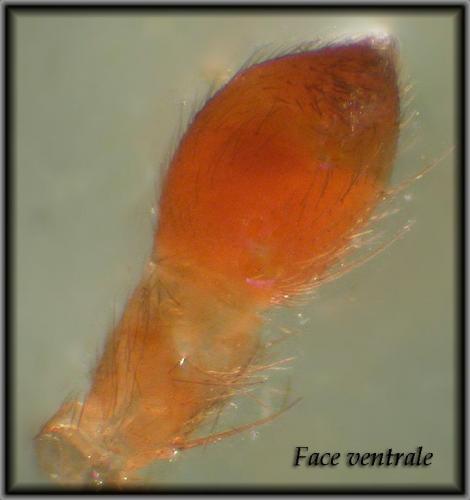 Pardosa sp.