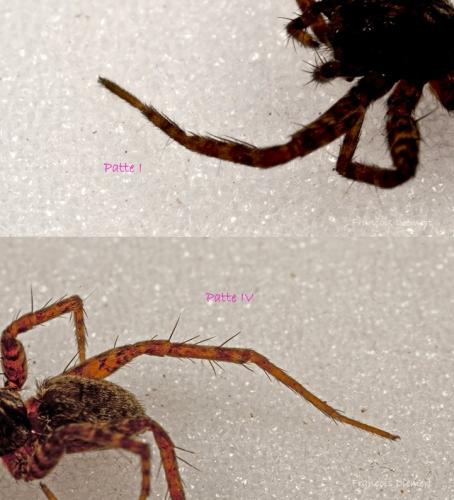 Pardosa sp.