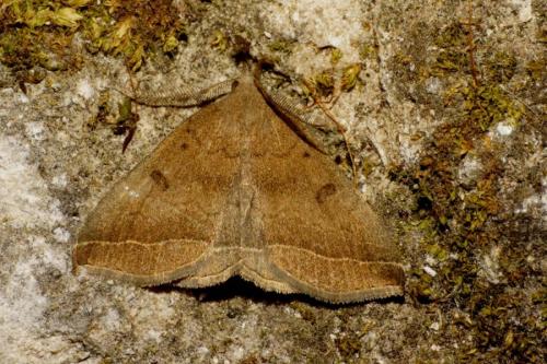 Réf. 93 308 : Pechipogo plumigeralis
