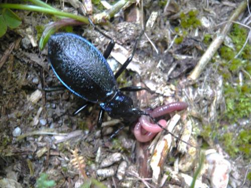Carabus intricatus