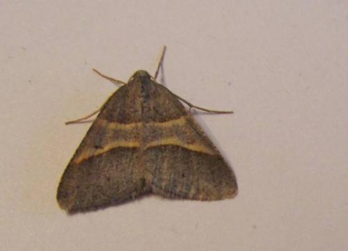 Petrophora convergata