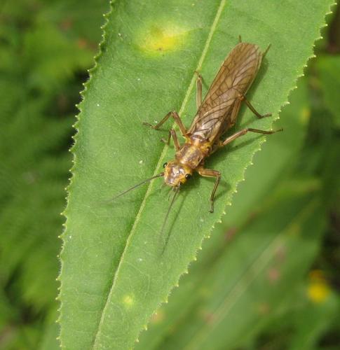 Dictyogenus sp.
