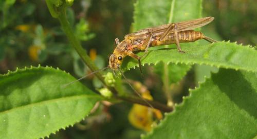 Dictyogenus sp.