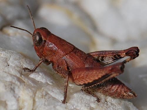 Pezotettix giornae