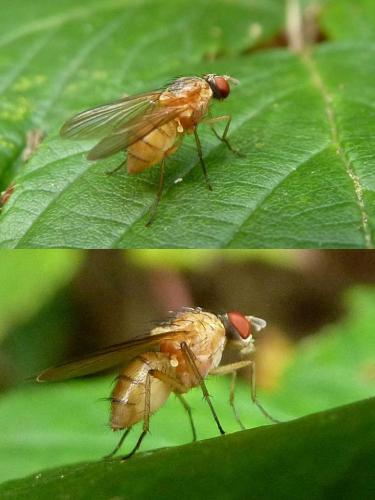 Réf. 93 691 : Pegomya sp.