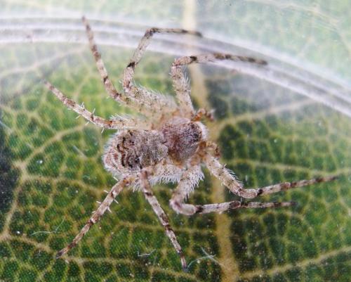 Philodromus margaritatus