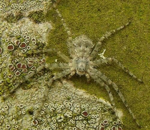 Philodromus sp.
