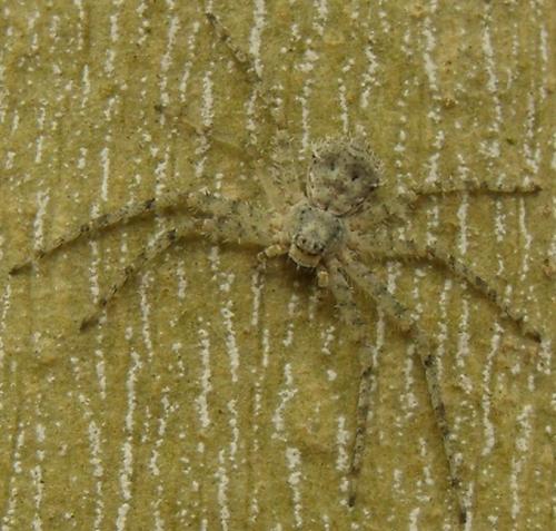Philodromus sp.