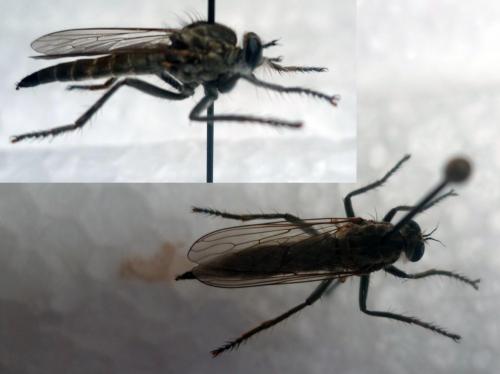 Réf. 93 834 : Philonicus albiceps
