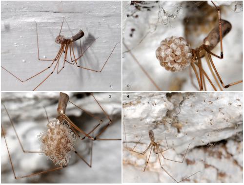 Pholcus phalangioides