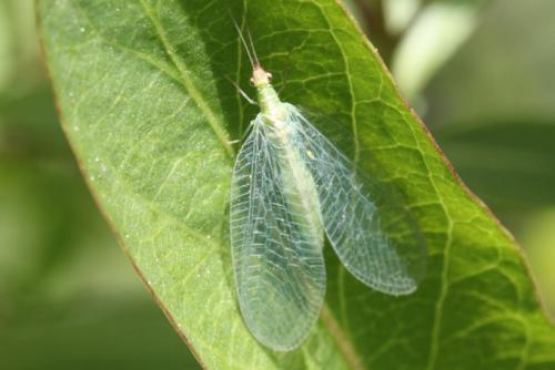 Réf. 93 291 : Chrysoperla sp.