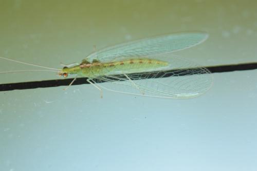 Chrysoperla sp.