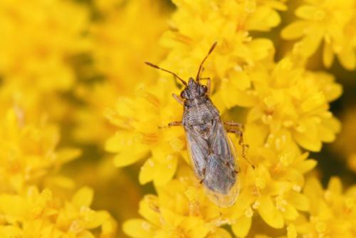Réf. 93 012 : Nysius sp.