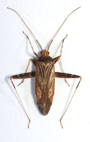 Réf. 93 244 : Phytocoris insignis