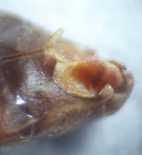 Réf. 93 245 : Phytocoris insignis