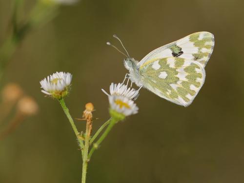 Pontia edusa