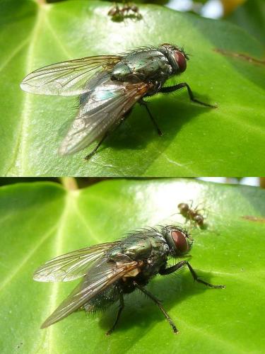 Réf. 93 950 : Eudasyphora cyanella