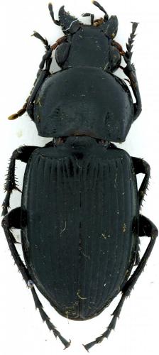 Réf. 93 756 : Poecilus kugelanni