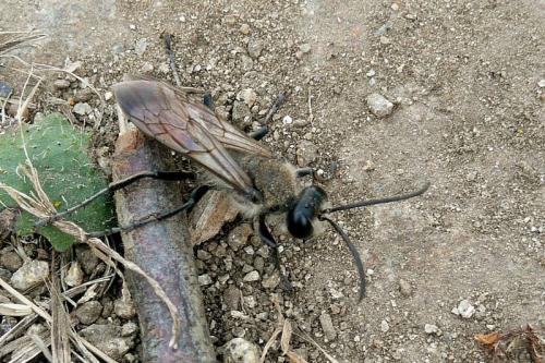 Sphex funerarius