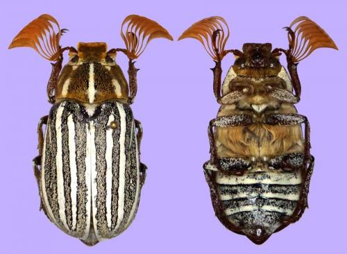Réf. 93 935 : Polyphylla decemlineata