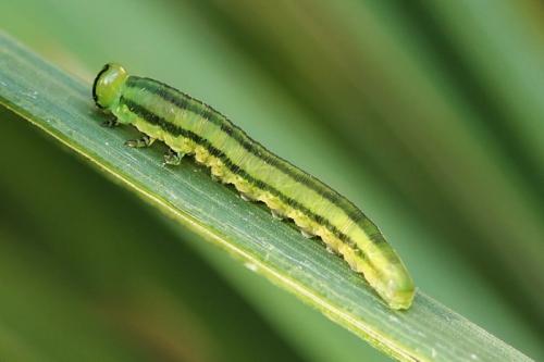 Gilpinia sp.