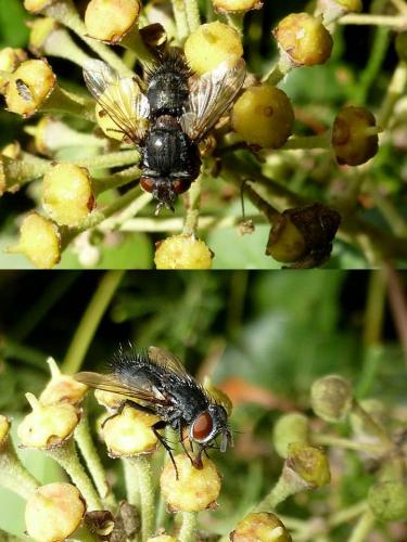 Pales sp.
