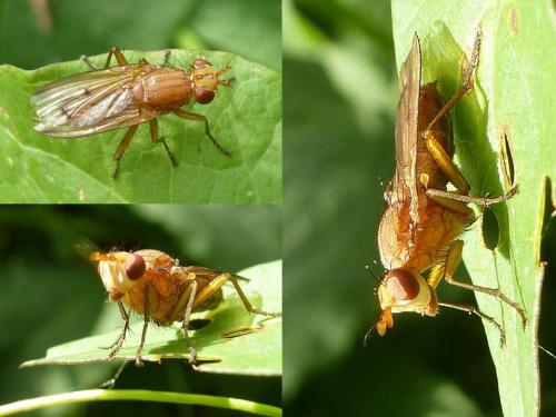 Tetanocera arrogans