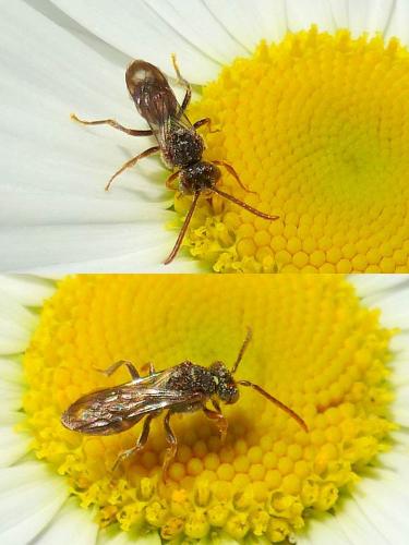 Nomada sp.