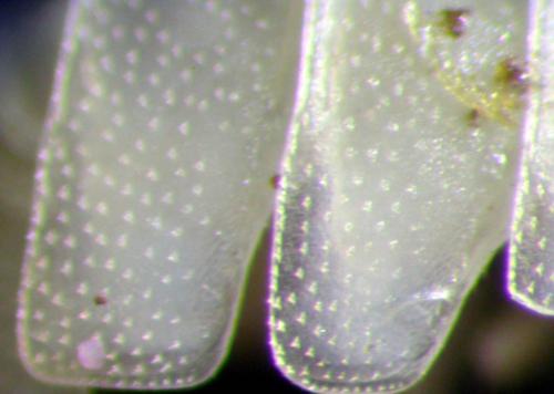 Alloschizidium pruvoti