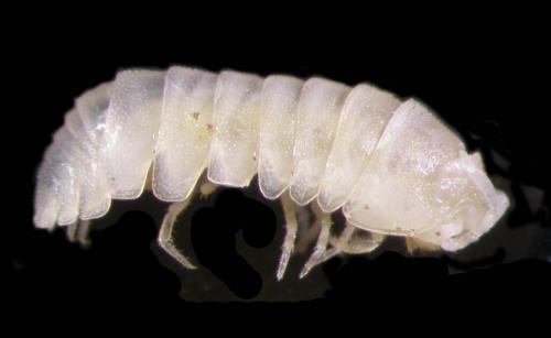 Réf. 93 685 : Alloschizidium pruvoti