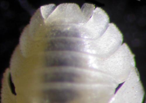 Réf. 93 686 : Alloschizidium pruvoti
