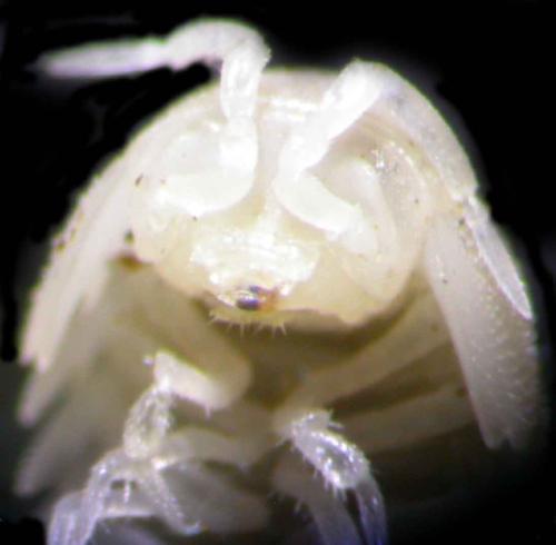 Alloschizidium pruvoti