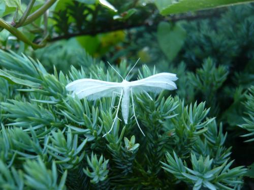 Pterophorus pentadactyla