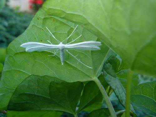 Pterophorus pentadactyla