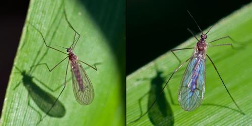Trichocera annulata
