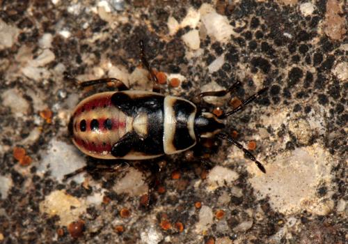 Heterogaster cathariae