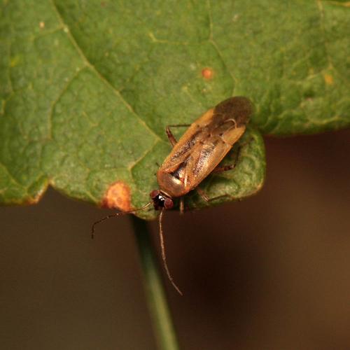 Réf. 93 615 : Pinalitus atomarius