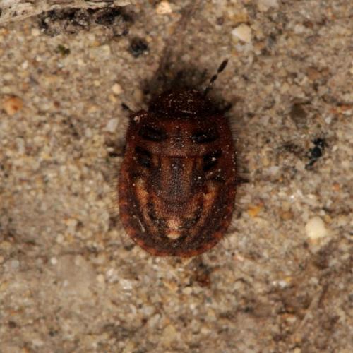 Réf. 93 791 : Odontoscelis lineola
