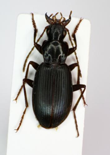 Laemostenus complanatus