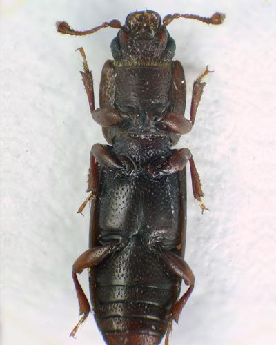 Rhizophagus sp.