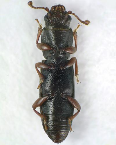 Rhizophagus bipustulatus